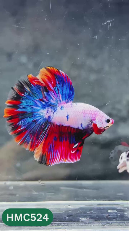 Nemo Halfmoon Male Betta Fish | Order Directly From Farm | You Pick Fish