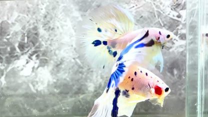 Blue Marble Dot Halfmoon Male Betta Fish | Order Directly From Farm | You Pick Fish