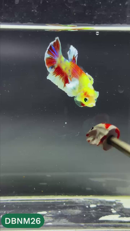 Dumbo Neno Neon Plakat Male Betta Fish | Neon Betta | You Pick Fish