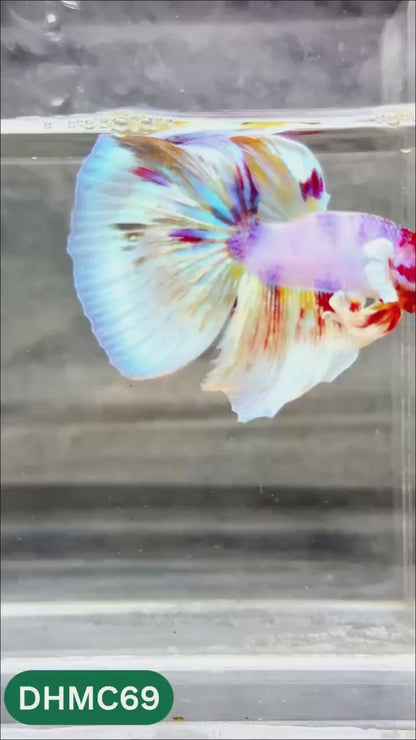 Multicolor Halfmoon Male Betta Fish | Order Directly From Farm | You Pick Fish