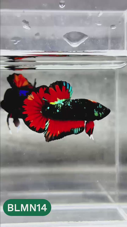 Dark Flame Hellfire Plakat Male Betta Fish | You Pick Fish | Rare Betta
