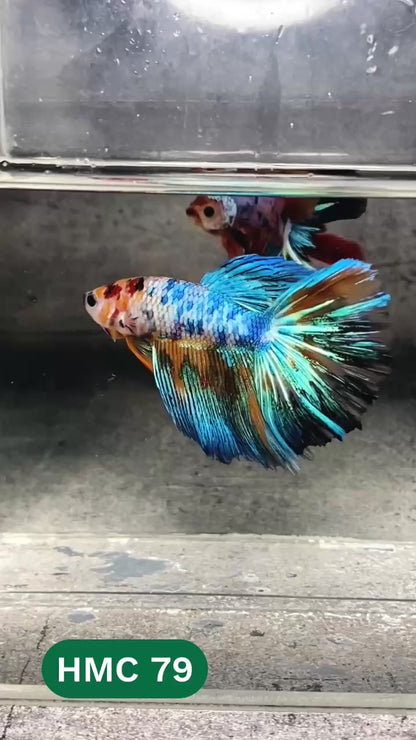 Multicolor Halfmoon Male Betta Fish | High Grade | Order Directly From Farm |  You Pick Fish |