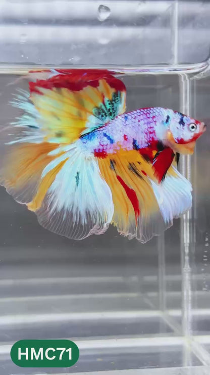 Multicolor Halfmoon Male Betta Fish | Order Directly From Farm | You Pick Fish