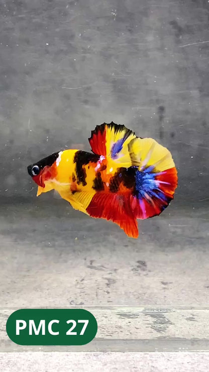 Multicolor Plakat Male Betta Fish |Show Grade|  You Pick Fish