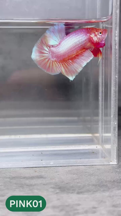 Pink Plakat Male Betta Fish | You Pick Fish | Rare Color