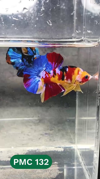 Multicolor Plakat Male Betta Fish |Show Grade|  You Pick Fish