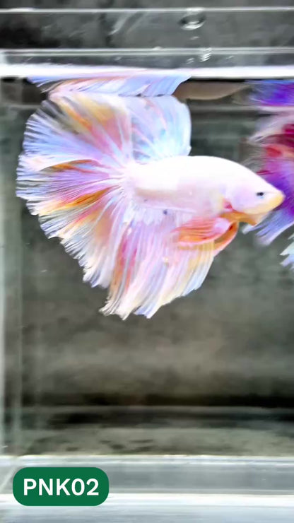 Pink Halfmoon Male Betta Fish | You Pick Fish | Order Directly From Farm