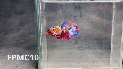 Multicolor Female Betta Fish | You Pick Fish  | High Grade