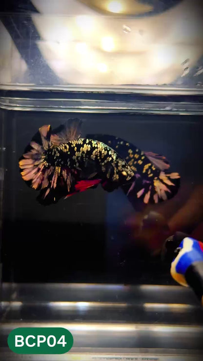 Black Panther Plakat Male Betta Fish | You Pick Fish | Rare Betta