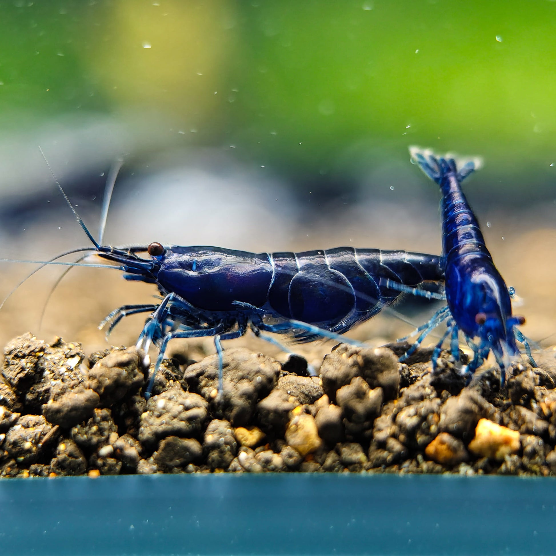 Blue Dream Neocaridina Shrimp