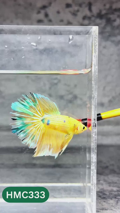 Multicolor Halfmoon Male Betta Fish | High Grade | Order Directly From Farm |  You Pick Fish |
