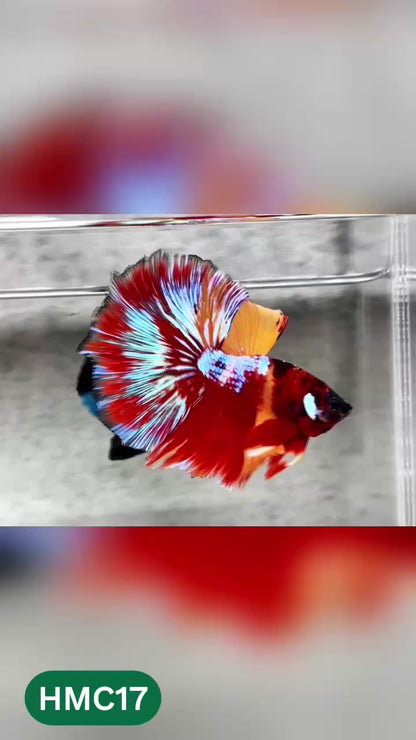 Multicolor Halfmoon Male Betta Fish | High Grade | Order Directly From Farm |  You Pick Fish |