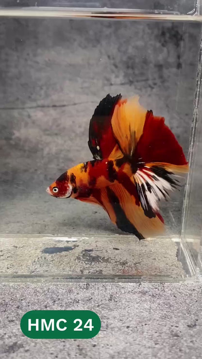 Multicolor Halfmoon Male Betta Fish | High Grade | Order Directly From Farm |  You Pick Fish |