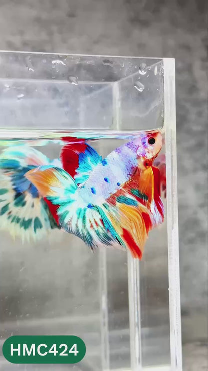 Multicolor Halfmoon Male Betta Fish | Order Directly From Farm | You Pick Fish