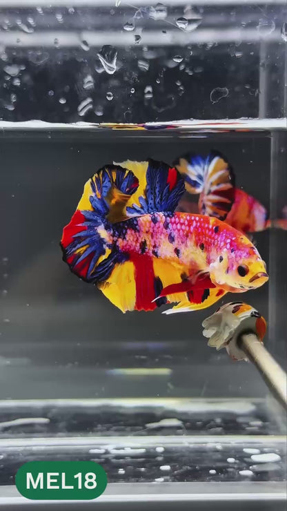 Multicolor Metallic Plakat Male Betta Fish | You Pick Fish | Exclusive Grade