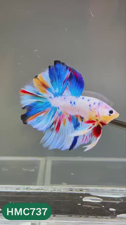 Multicolor Halfmoon Male Betta Fish | High Grade | Order Directly From Farm |  You Pick Fish |