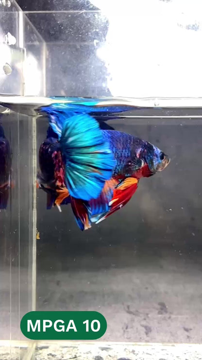 King Giant Plakat Male Betta Fish | You Pick Fish | High Grade