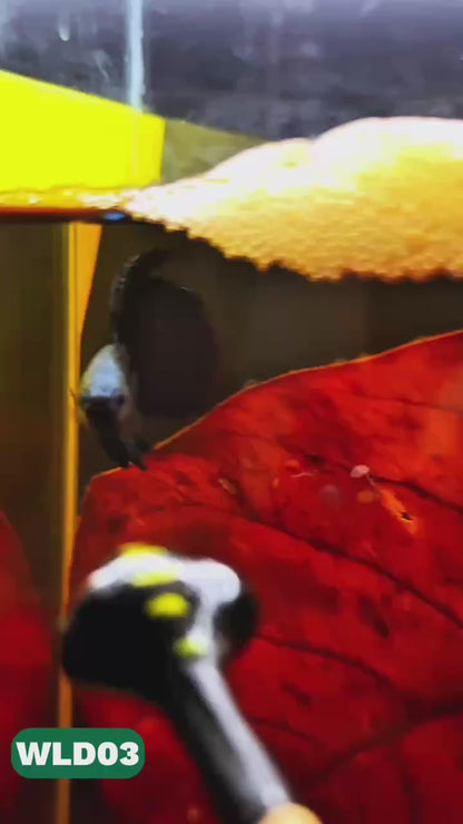 Wild Alien Male Betta Fish | You Pick Fish