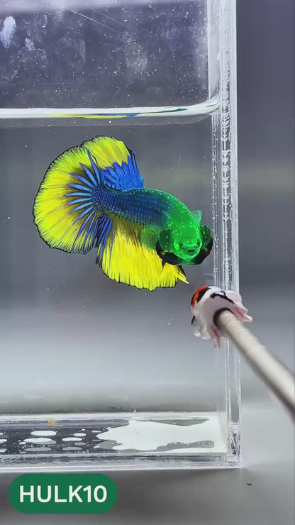 Black Hulk Halfmoon Male Betta Fish | You Pick Fish