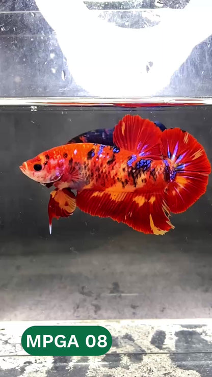 King Giant Plakat Male Betta Fish | You Pick Fish | High Grade