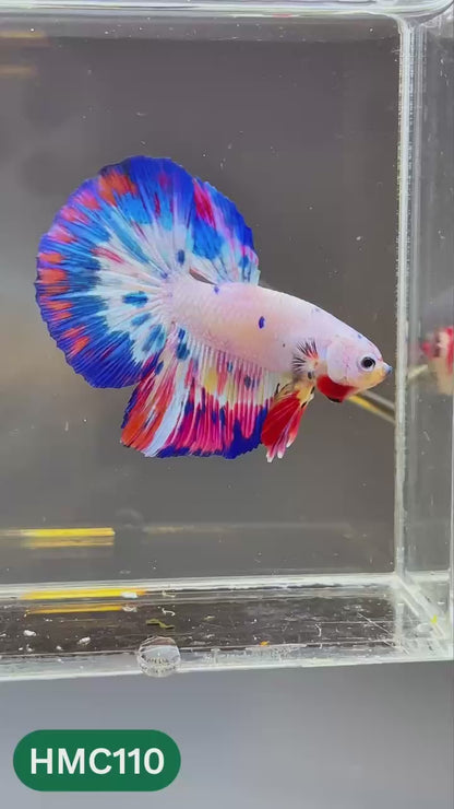 Multicolor Halfmoon Male Betta Fish | Order Directly From Farm | You Pick Fish