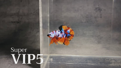 Multicolor Plakat Male Betta Fish |Show Grade|  You Pick Fish