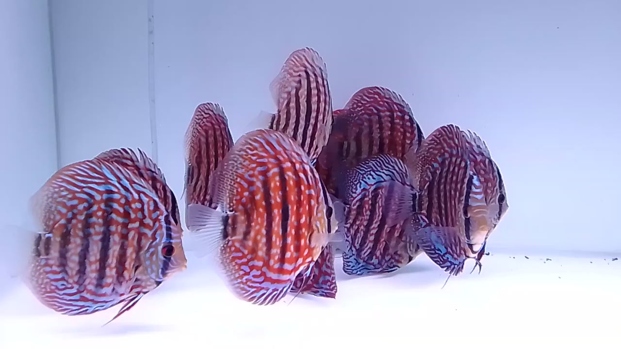 Wild Cross Discus Fish