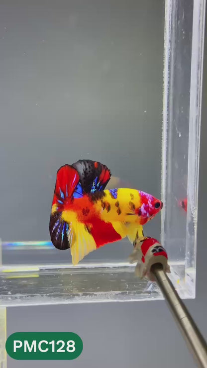 Multicolor Plakat Male Betta Fish |Show Grade|  You Pick Fish