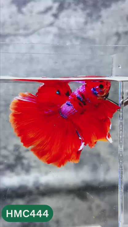 Multicolor Halfmoon Male Betta Fish | High Grade | Order Directly From Farm |  You Pick Fish |