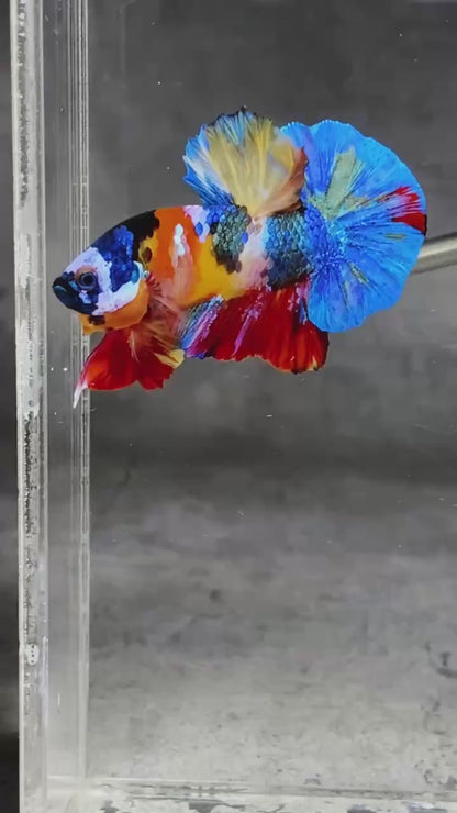 Multicolor Plakat Male Betta Fish |Show Grade|  You Pick Fish
