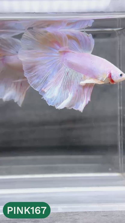 Pink Halfmoon Male Betta Fish | You Pick Fish | Order Directly From Farm