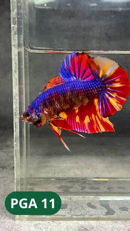 King Giant Plakat Male Betta Fish | You Pick Fish | High Grade
