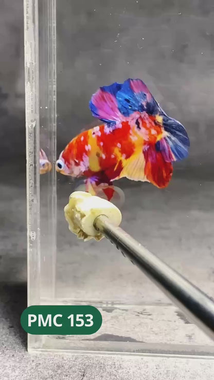 Multicolor Plakat Male Betta Fish |Show Grade|  You Pick Fish