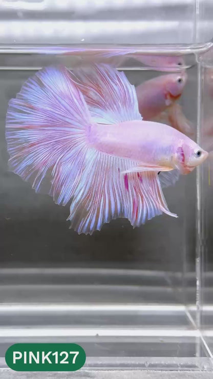 Pink Halfmoon Male Betta Fish | You Pick Fish | Order Directly From Farm