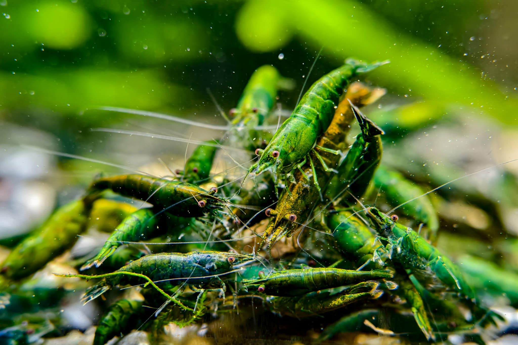 Green Jade Neocaridina Shrimp