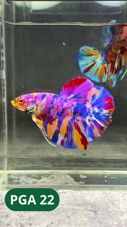 King Giant Plakat Male Betta Fish | You Pick Fish | High Grade