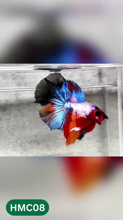 Multicolor Halfmoon Male Betta Fish | High Grade | Order Directly From Farm |  You Pick Fish |
