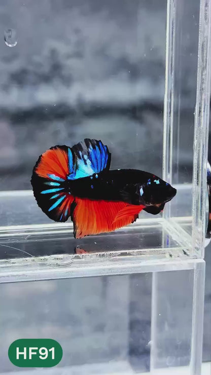 Dark Flame Hellfire Plakat Male Betta Fish | You Pick Fish | Exotic Betta