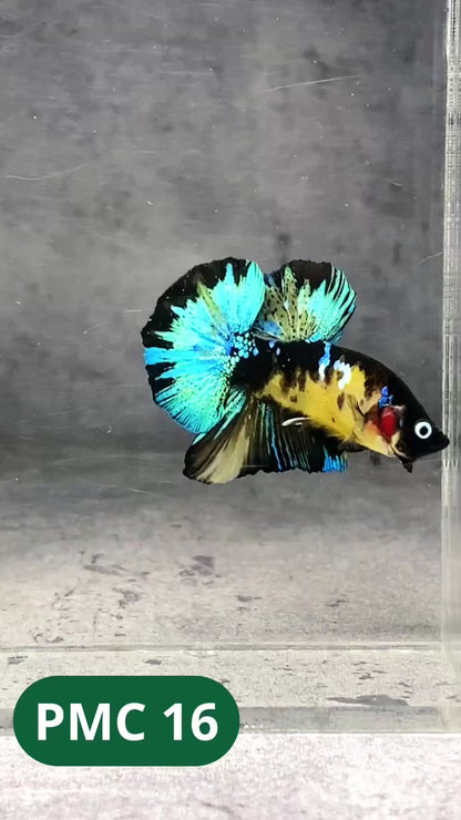 Multicolor Plakat Male Betta Fish |Show Grade|  You Pick Fish