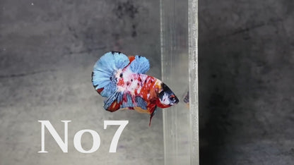 Multicolor Plakat Male Betta Fish |Show Grade|  You Pick Fish