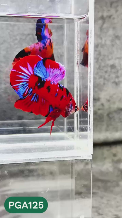 King Giant Plakat Male Betta Fish | You Pick Fish | High Grade