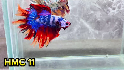 Multicolor Halfmoon Male Betta Fish | High Grade | Order Directly From Farm|  You Pick Fish |