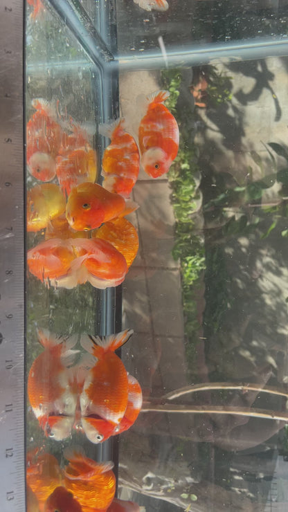 Baby Sakura Ranchu Goldfish 2.5 - 3 Inches