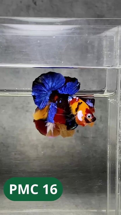 Multicolor Plakat Male Betta Fish |Show Grade|  You Pick Fish