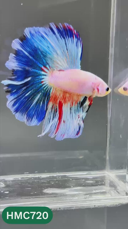 Multicolor Halfmoon Male Betta Fish | High Grade | Order Directly From Farm |  You Pick Fish |