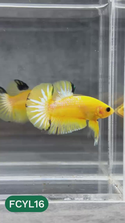 Yellow Fancy Male Betta Fish | Order Directly From Farm | You Pick Fish