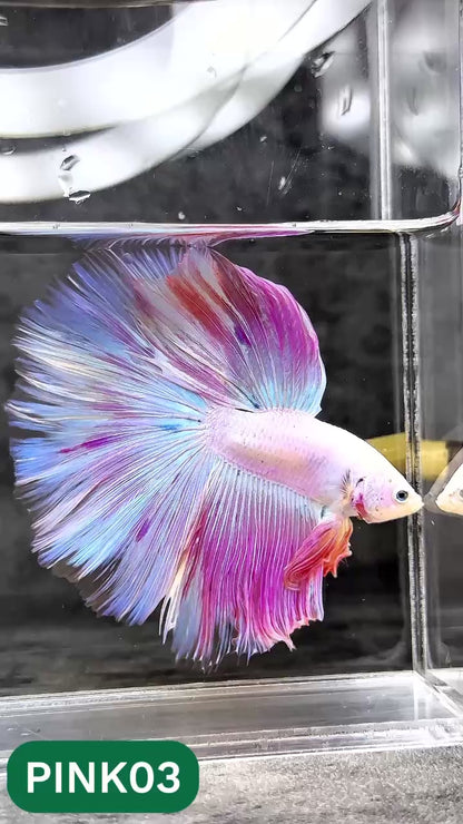 Pink Halfmoon Male Betta Fish | You Pick Fish | Order Directly From Farm