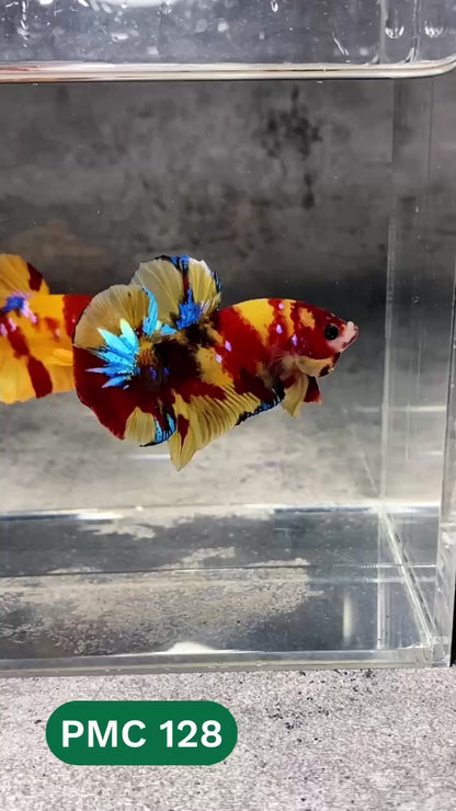 Multicolor Plakat Male Betta Fish |Show Grade|  You Pick Fish