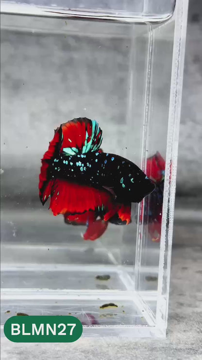 Dark Flame Hellfire Plakat Male Betta Fish | You Pick Fish | Rare Betta
