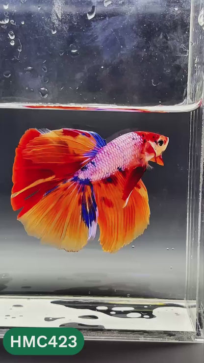 Nemo Halfmoon Male Betta Fish | Order Directly From Farm | You Pick Fish
